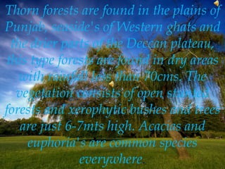 Thorn forests are found in the plains of
Punjab, seaside's of Western ghats and
the drier parts of the Deccan plateau,
this type forests are found in dry areas
with rainfall less than 70cms. The
vegetation consists of open stunted
forests and xerophytic bushes and trees
are just 6-7mts high. Acacias and
euphoria's are common species
everywhere.
 