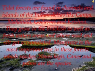 Tidal forests are found in channels and
islands of the Indian deltas like Ganga,
Mahanadi, Godavari and Krishna.
They grow in the brackish as well as
fresh waters areas and where mud and
silt get accumulated. Mangrove is the
most important tree in these forests
which reaches 30mts high. Canes and
palms are the species.
 