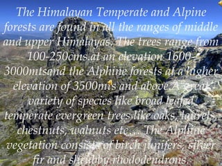 The Himalayan Temperate and Alpine
forests are found in all the ranges of middle
and upper Himalayas. The trees range from
100-250cms.at an elevation 1600-
3000mtsand the Alphine forests at a higher
elevation of 3500mts and above.A great
variety of species like broad leafed
temperate evergreen trees like oaks, laurels,
chestnuts, walnuts etc… The Alphine
vegetation consists of birch junifers, silver
fir and shrubby rhododendrons.
 