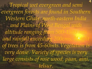 Tropical wet evergreen and semi
evergreen forests are found in Southern
Western Ghats, north-eastern India
and Plains of West Bengal with
altitude ranging from 500-1500 mts
and rainfall exceeding 200cms. Height
of trees is from 45-60mts.Vegetation is
very dense. Variety of species is very
large consists of rose wood, paan, aini,
telsur.
 