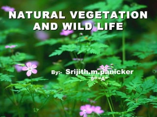 NATURAL VEGETATION
   AND WILD LIFE



     By:-   Srijith.m.panicker
                  9th “A”
 
