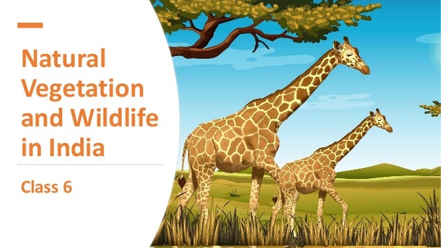 Natural vegetation and wildlife in india 2 natural vegetation and wildlife in india 1 638