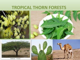 TROPICAL THORN FORESTS
 
