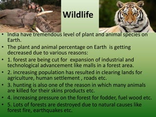Wildlife
• India have tremendous level of plant and animal species on
Earth.
• The plant and animal percentage on Earth is getting
decreased due to various reasons:
• 1. forest are being cut for expansion of industrial and
technological advancement like malls in a forest area.
• 2. increasing population has resulted in clearing lands for
agriculture, human settlement , roads etc.
• 3. hunting is also one of the reason in which many animals
are killed for their skins products etc.
• 4. increasing pressure on the forest for fodder, fuel wood etc.
• 5. Lots of forests are destroyed due to natural causes like
forest fire, earthquakes etc.
 