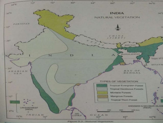 NATURAL VEGETATION AND WILDLIFE 11 CLASS GEOGRAPHY