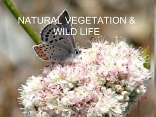 NATURAL VEGETATION &
WILD LIFE
 
