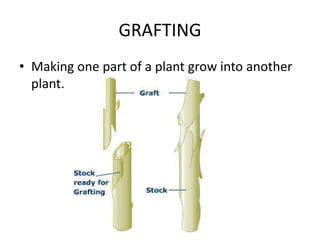 Engrafted Definition Natural vegetative reproduction | PPTX