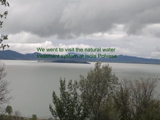 We went to visit the natural water
treatment system at Isola Polvese
 