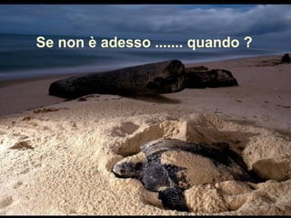 Se non è adesso ....... quando ?
 