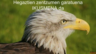 Hegaztien zentzumen garatuena
IKUSMENA da
 