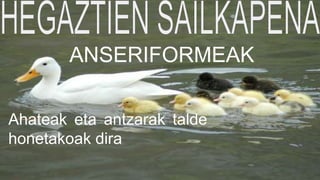 Ahateak eta antzarak talde
honetakoak dira
ANSERIFORMEAK
 