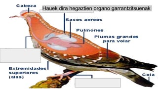 Hauek dira hegaztien organo garrantzitsuenak
 