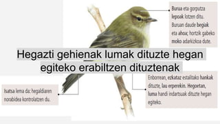 Hegazti gehienak lumak dituzte hegan
egiteko erabiltzen dituztenak
 