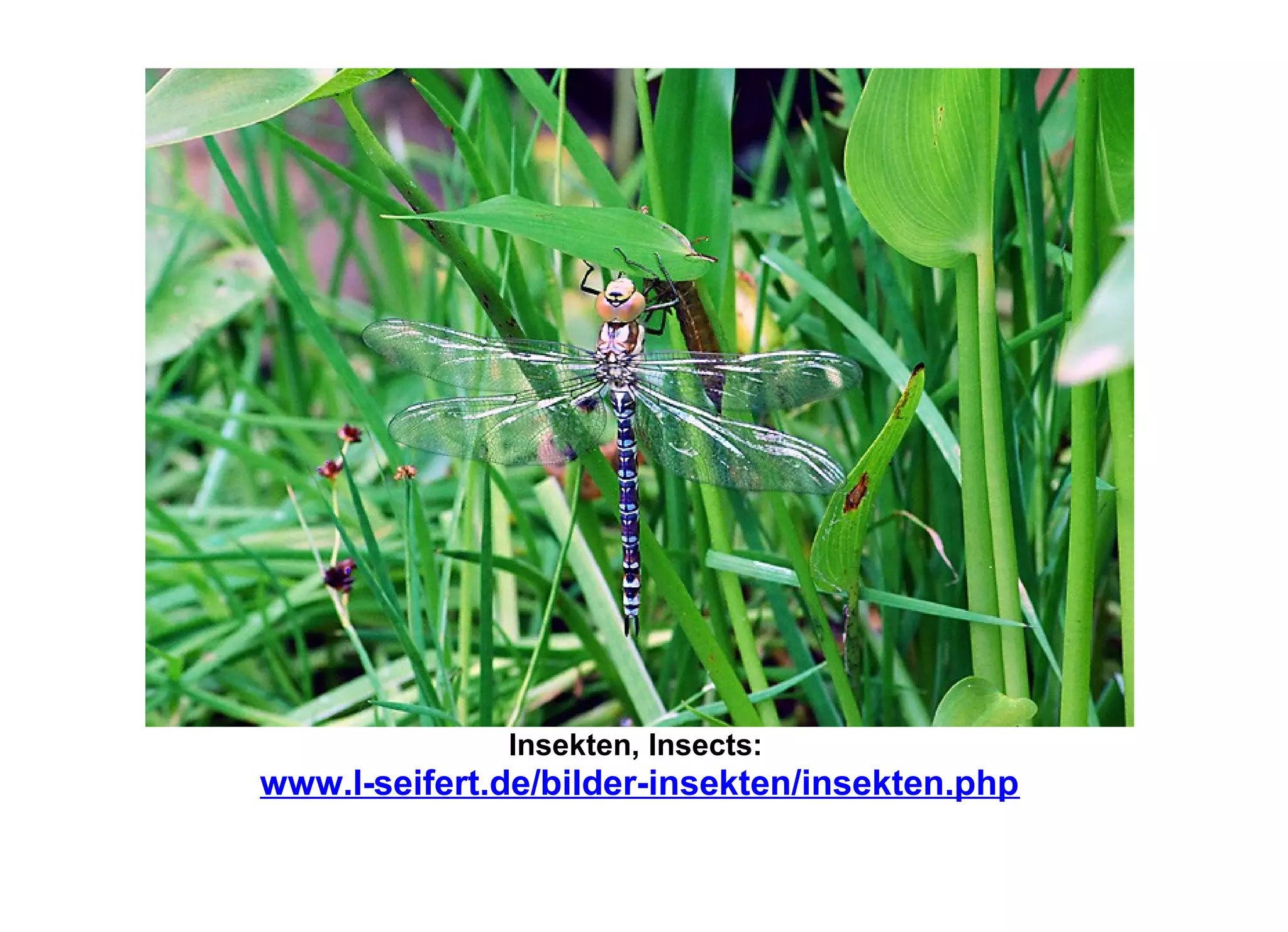 Insekten, Insects:
www.l-seifert.de/bilder-insekten/insekten.php