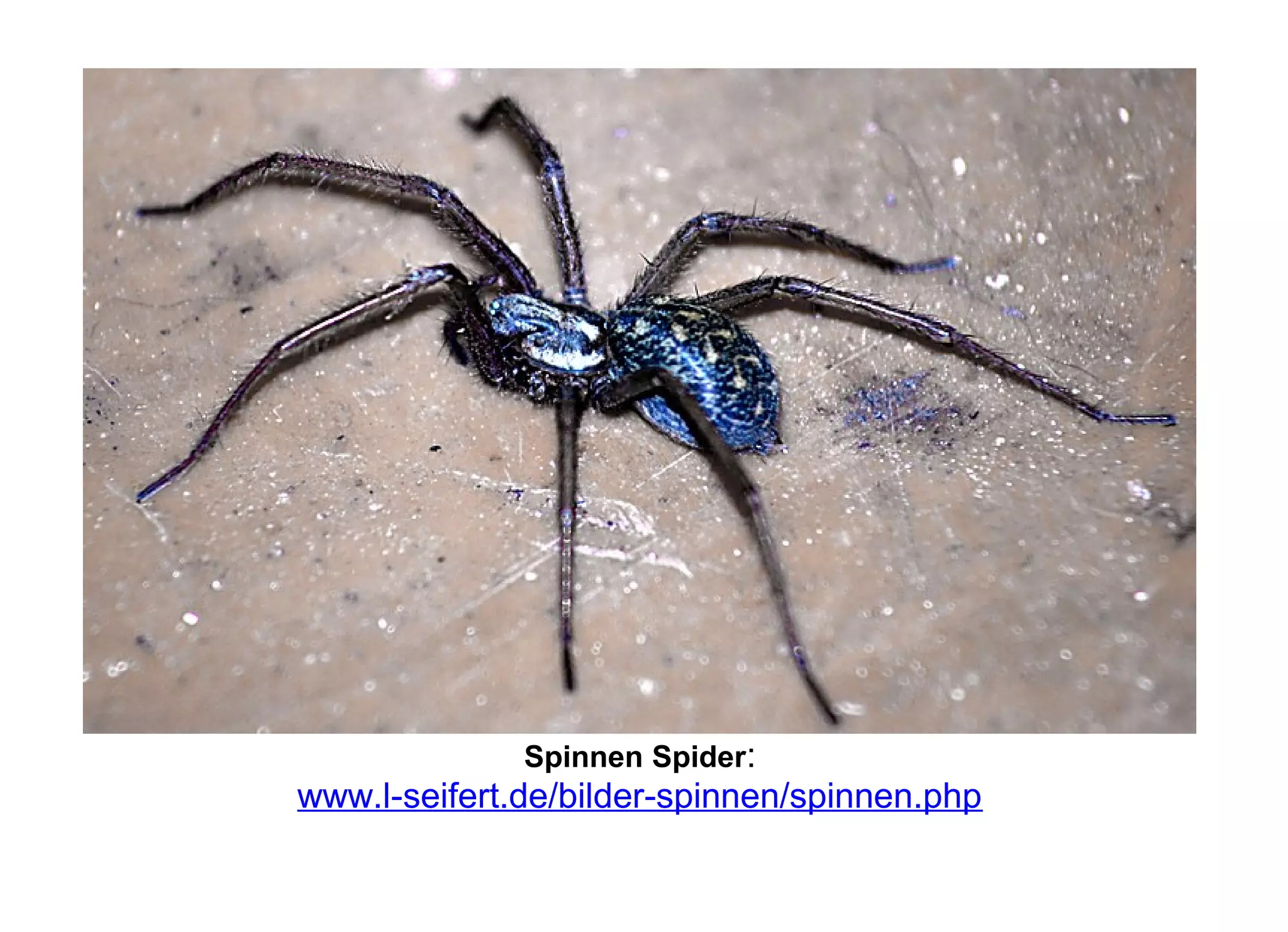 Spinnen Spider:
www.l-seifert.de/bilder-spinnen/spinnen.php