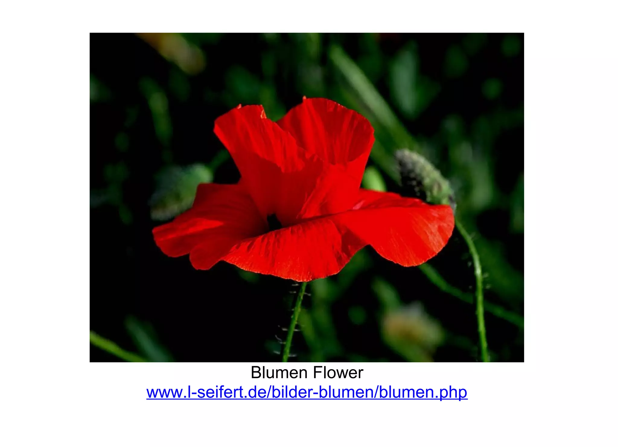 Blumen Flower
www.l-seifert.de/bilder-blumen/blumen.php
