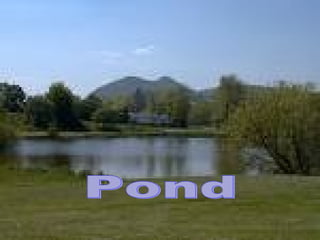 Pond 