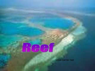 Great barrier reef Reef 