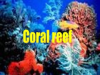 Coral reef 