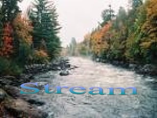 Stream 