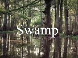 Swamp 