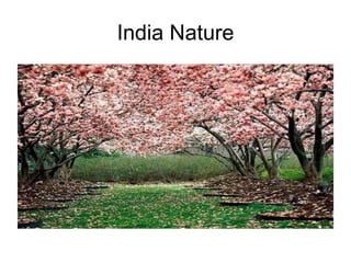 India Nature