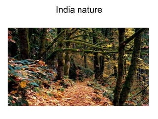 India nature