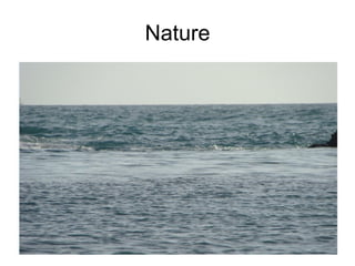 Nature