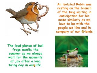 An isolated Robin was resting on the branch of the twig waiting in anticipation for his mate similarly as we love to be with the people we like and in company of our friends The loud pierce of bull frogs awaits the summer as we always wait for the moments of joy after a long tiring day in our life. 