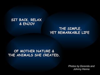 SIT BACK, RELAX  & ENJOY THE SIMPLE, YET REMARKABLE LIFE  OF MOTHER NATURE & THE ANIMALS SHE CREATED. . Photos by Dorenda and Johnny Hanna 