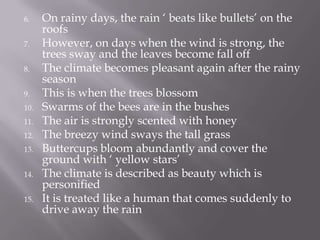 6. On rainy days, the rain ‘ beats like bullets’ on the
roofs
7. However, on days when the wind is strong, the
trees sway and the leaves become fall off
8. The climate becomes pleasant again after the rainy
season
9. This is when the trees blossom
10. Swarms of the bees are in the bushes
11. The air is strongly scented with honey
12. The breezy wind sways the tall grass
13. Buttercups bloom abundantly and cover the
ground with ‘ yellow stars’
14. The climate is described as beauty which is
personified
15. It is treated like a human that comes suddenly to
drive away the rain
 