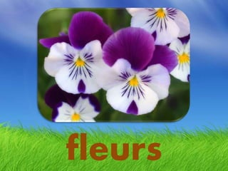 fleurs
 