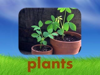 plants
 