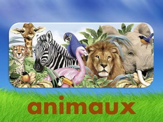 animaux
 