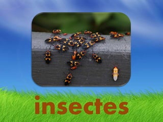 insectes
 