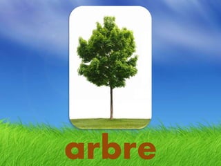 arbre
 