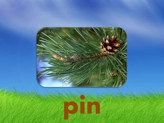 pin
 