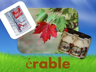 érable
 
