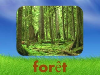 forêt
 