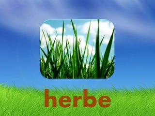 herbe
 