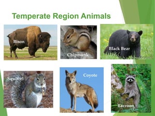 Nature animals and plants | PPTX