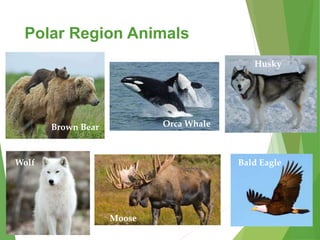 Nature animals and plants | PPT