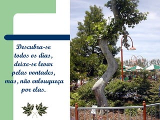 Descubra-se
  todos os dias,
  deixe-se levar
 pelas vontades,
mas, não enlouqueça
     por elas.
 