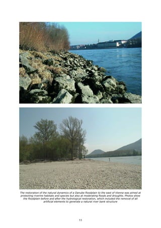 The restoration of the natural dynamics of a Danube floodplain to the east of Vienna was aimed at
protecting riverine habitats and species but also at moderating floods and droughts. Photos show
the floodplain before and after the hydrological restoration, which included the removal of all
artificial elements to generate a natural river bank structure
11
 