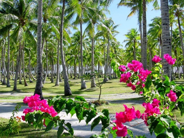Image result for nature beauty