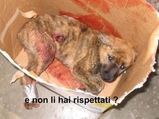 e non li hai rispettati ?
 