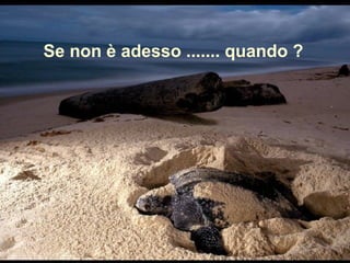 Se non è adesso ....... quando ?
 