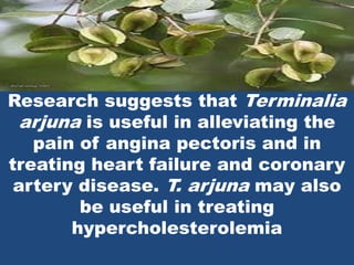 Research suggests that Terminalia arjuna is useful in alleviating the pain of angina pectoris and in treating heart failure and coronary artery disease. T. arjuna may also be useful in treating hypercholesterolemia 