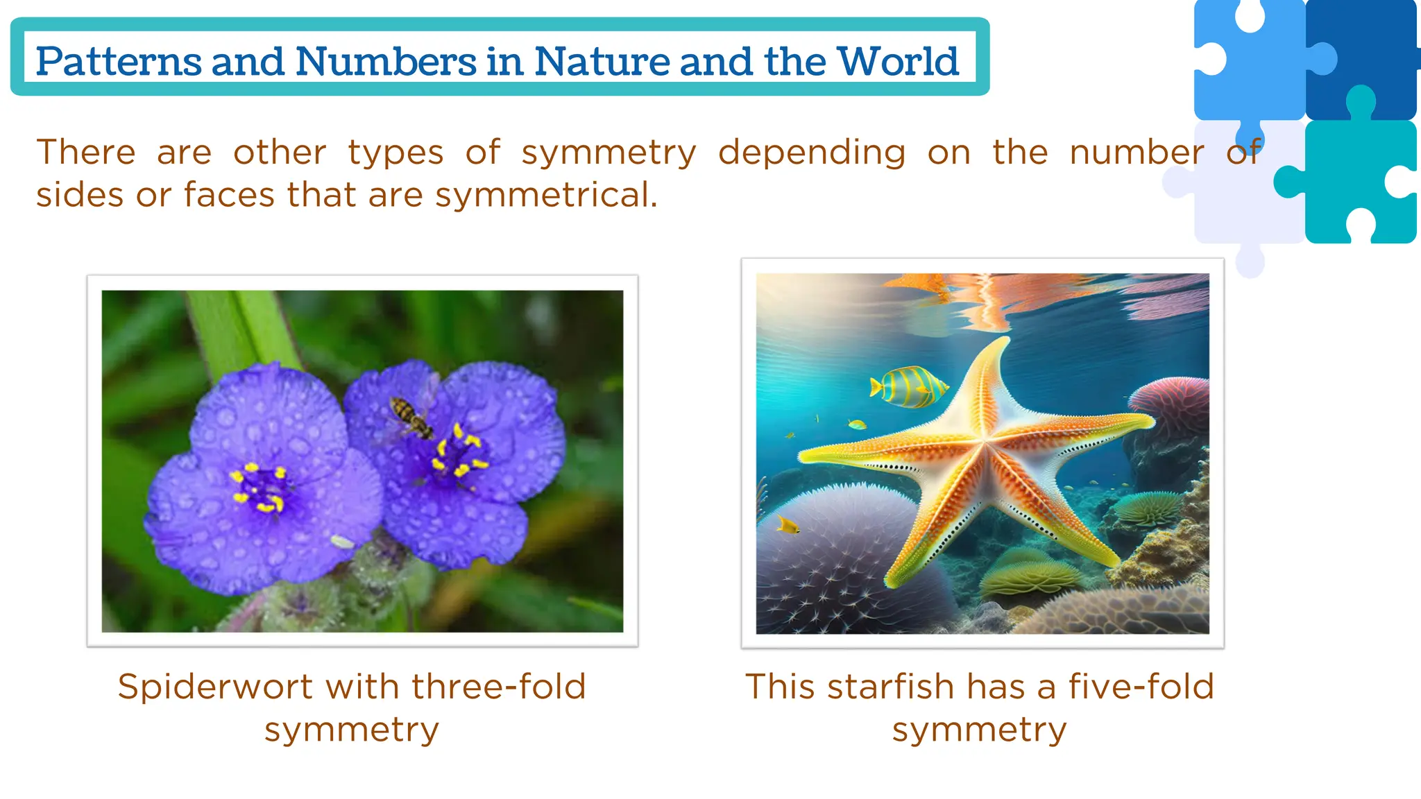 There are other types of symmetry depending on the number of
sides or faces that are symmetrical.
Patterns and Numbers in Nature and the World
Spiderwort with three-fold
symmetry
This starfish has a five-fold
symmetry
 