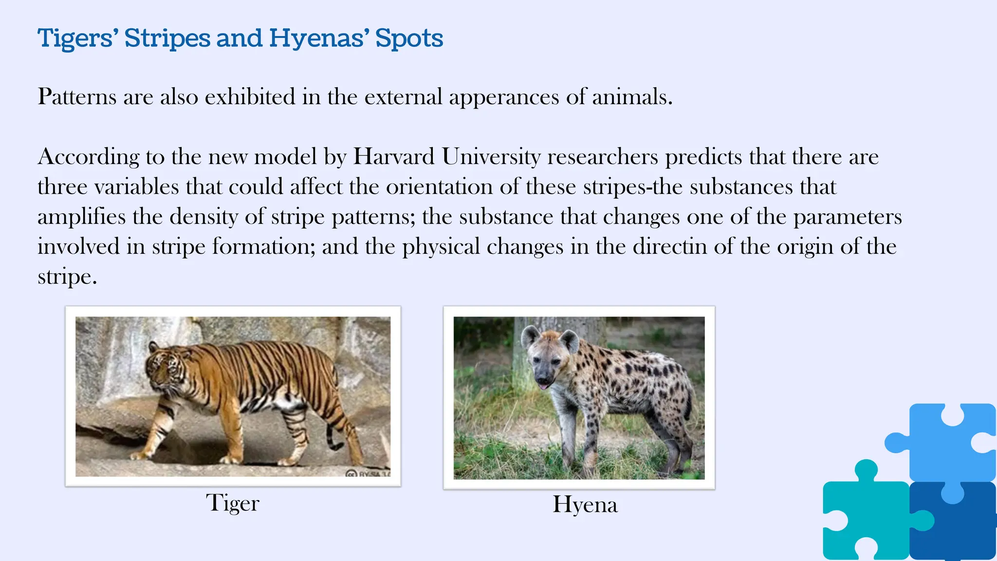 Tigers’ Stripes and Hyenas’ Spots
Patterns are also exhibited in the external apperances of animals.
According to the new model by Harvard University researchers predicts that there are
three variables that could affect the orientation of these stripes-the substances that
amplifies the density of stripe patterns; the substance that changes one of the parameters
involved in stripe formation; and the physical changes in the directin of the origin of the
stripe.
Tiger Hyena
 